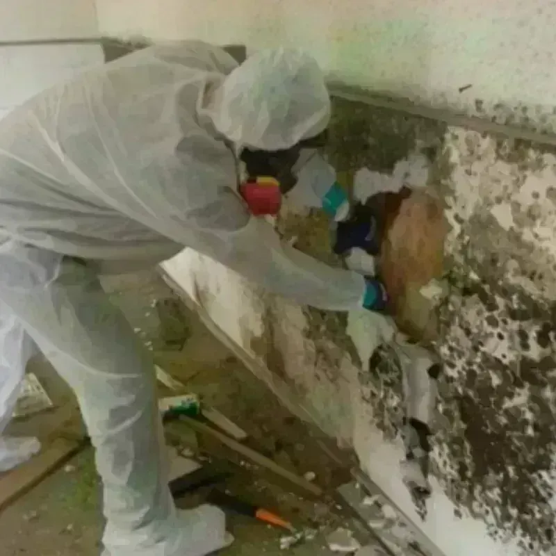 Mold Remediation and Removal in Coplay, PA